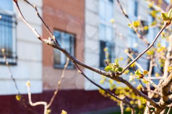 twig of apple tree with buds and apartment house on background in spring (focus on young leaves on foreground)