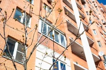 twigs with buds of horse-chestnut tree and high-rise apartment house on background on sunny spring day (focus on twigs on foreground)