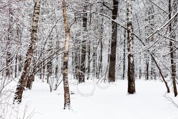 birch and oak trees in snowy forest of Timiryazevsky park in Moscow city on winter day