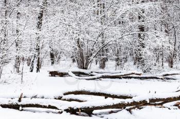 snow-covered fallen trees on glade in snowy forest of Timiryazevsky park in Moscow city on winter day