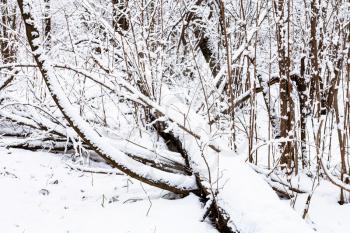 snow-covered fallen tree in snowy forest of Timiryazevsky park in Moscow city on winter day