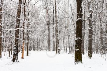 snow-covered footpath in snowy forest during snowfall in Timiryazevsky park in Moscow city on winter day