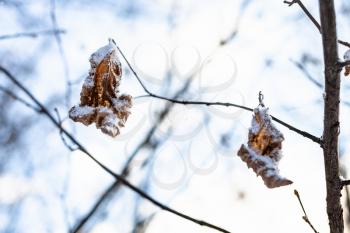 snow-covered dried leaves close-up in forest after last snowfall in spring evening