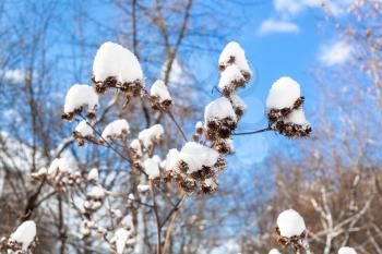 fresh snow on capitula of burdock close-up in forest on sunny spring day