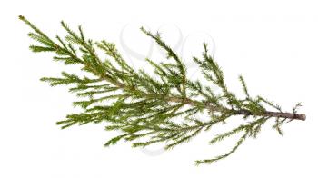 fresh branch of spruce tree isolated on white background