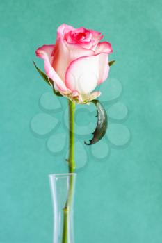vertical still-life - single fresh white and red rose flower in glass vase with warm green paper background (focus on the bloom)