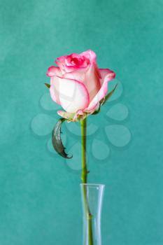 vertical still-life - natural white and red rose flower in glass vase with green paper background (focus on the bloom)