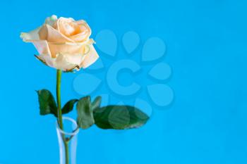 horizontal still-life with copyspace - single fresh yellow and white rose flower in glass vase with blue background (focus on the bloom)