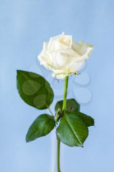 vertical still-life - fresh white rose flower in glass vase with pale blue pastel background (focus on the bloom)