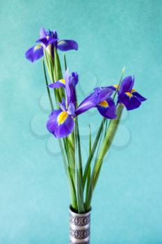 vertical still-life - bunch of fresh iris flowers in pewter vase with cold green textured paper background (focus on petal of bloom on foreground)