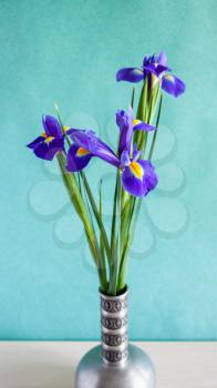 panoramic vertical still-life - bouquet of fresh iris flowers in pewter vase on table with cold green textured paper background (focus on petal of bloom on foreground)