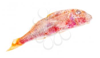 deepfrozen red mullet fish isolated on white background