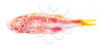 quick-frozen red mullet fish isolated on white background