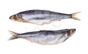 pair of frozen Atlantic herrings isolated on white background