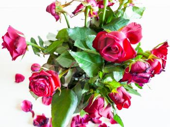 bouquet of withered red rose flowers on pale brown table (focus on the bloom on foreground)