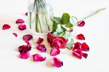 wilted red rose flower and many fallen petals near glass vase on pale brown table