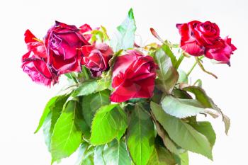 bouquet of withered red rose flowers on pale brown background (focus on the bloom on foreground)