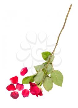 wilted red rose flower and fallen petals isolated on white background