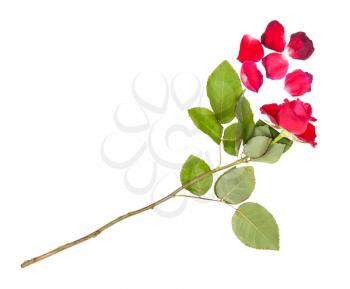 withered red rose flower and fallen petals isolated on white background
