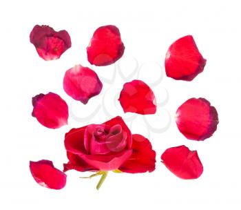 fallen petals and withered bloom of red rose flower isolated on white background
