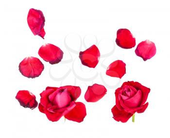 fallen petals and two withered blooms of red rose flowers isolated on white background