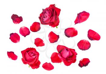 fallen petals and three withered blooms of red rose flowers isolated on white background