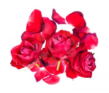 top view of pile of fallen petals and withered blooms of red rose flowers isolated on white background