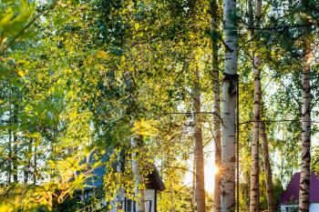 sun shines between white trunks of birches in cottage village in Russia at sunset in summer