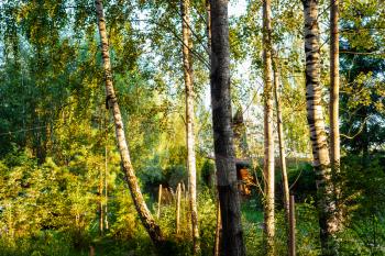 birches illuminated by sun in village in Russia at sunset in summer