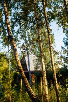 sunlit birches on backyard in village in Russia at sunset in summer