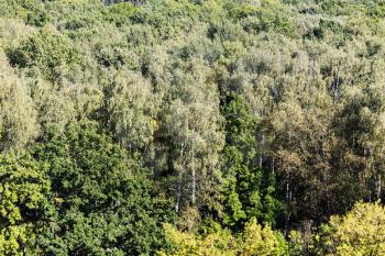 above view of green dense forest on sunny September day