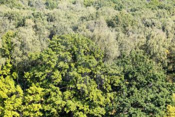 above view of oak tree in green dense forest on sunny September day
