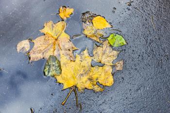 various yellow fallen leaves on wet asphalt pavement of city road after autumn rain