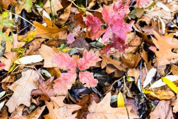 natural background - top view of red leaves of oak sprouts over fallen leaves on meadow in forest on autumn day