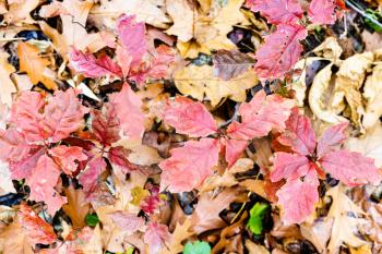 natural background - top view of wild oak sprouts with red leaves over brown fallen leaves on meadow in forest on autumn day