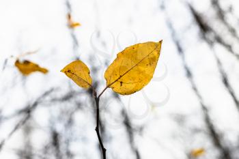pair of yellow leaves on twig close up and blurred bare tree trunks in city park on overcast autumn day (focus on the leaf on foreground)