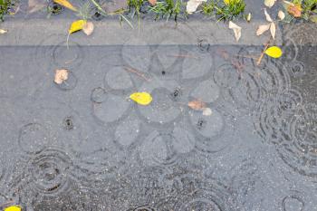 top view of puddle on asphalt footpath in autumn rain