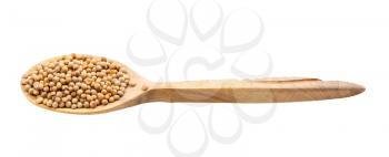 white mustard seeds (sinapis alba) in wooden spoon isolated on white backgrouns
