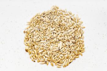 top view of pile of scagliola canary seeds close up on gray ceramic plate