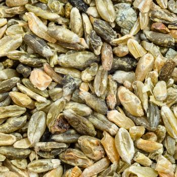 square food background - freekeh wheat grains close up