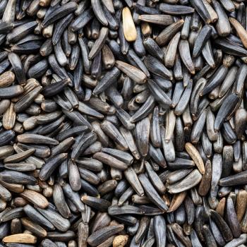 square food background - whole-grain niger seeds (Guizotia Abyssinica) close up