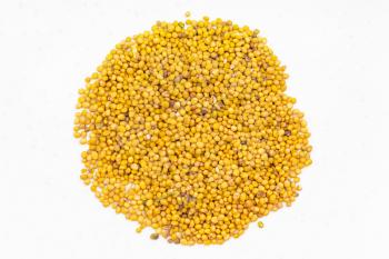 top view of pile of yellow seeds of Sinapis Alba mustard close up on gray ceramic plate
