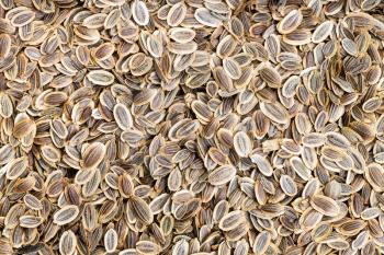 food background - many dried dill seeds