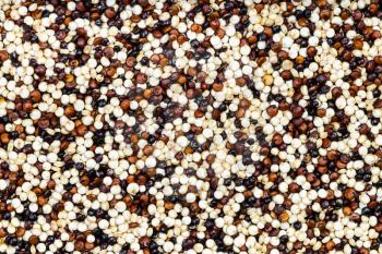 food background - blend of quinoa grains
