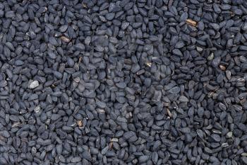 food background - many Nigella sativa seeds (black caraway)