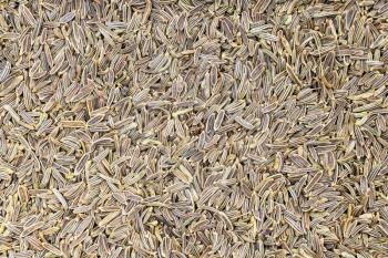 food background - many kala zeera (Elwendia persica) seeds