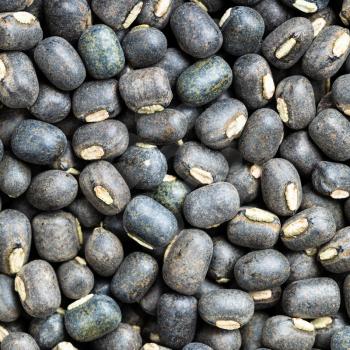 square food background - raw whole black urad beans close up