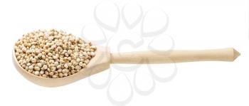 raw unpolished Sorghum grains in wooden spoon isolated on white background