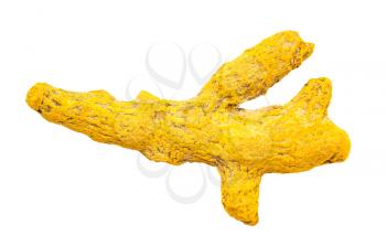 top view of single root of Turmeric (Curcuma) isolated on white background
