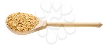 unpolished yellow proso millet in wooden spoon isolated on white background
